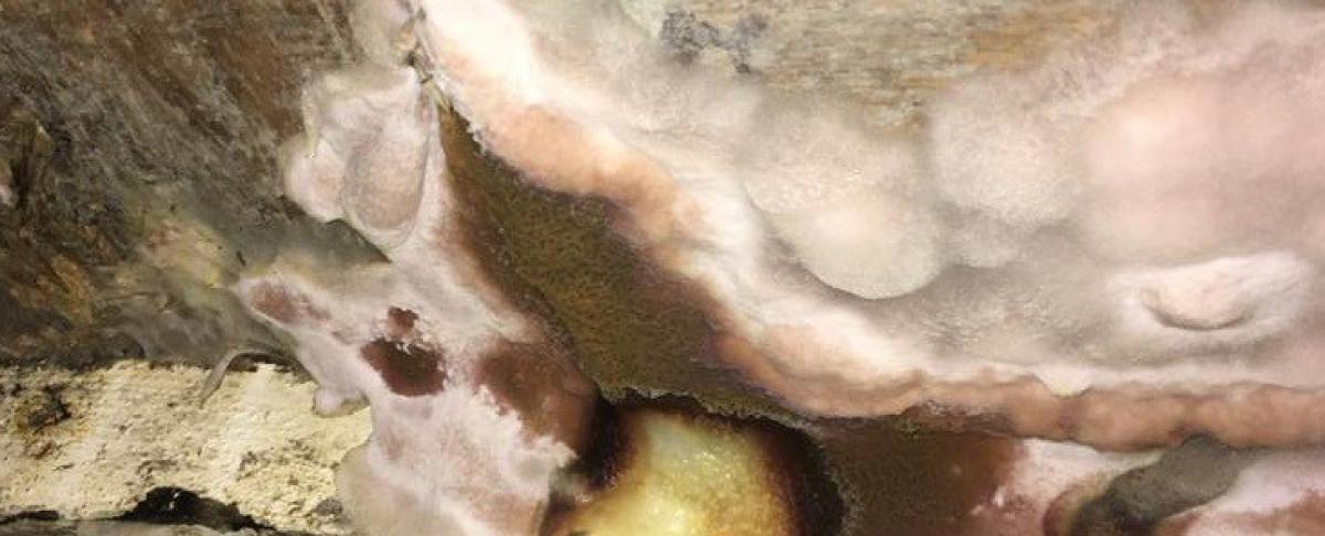 Bruinrot, schimmel of zwam?