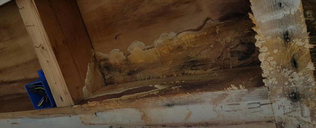 Hout schimmel verwijderen: het waarom en het hoe!