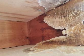 Zwamsoorten uitgelicht: welke schadelijke zwam leeft in jouw woning of bedrijf?
